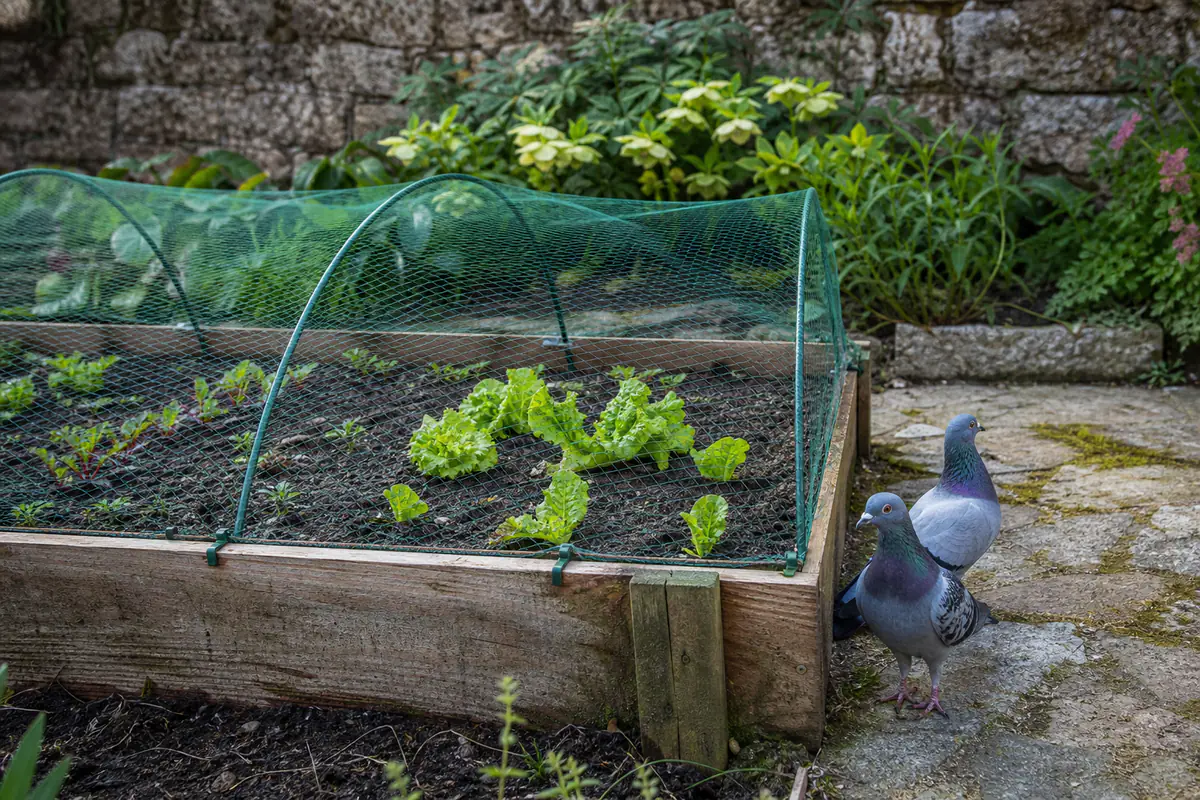 Pigeons près d’un potager de printemps protégé par un filet tendu sur arceaux au-dessus de jeunes salades