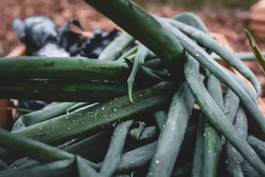 Participants manipulant du compost et plantant des légumes lors d’un atelier pratique dans une ferme potagère