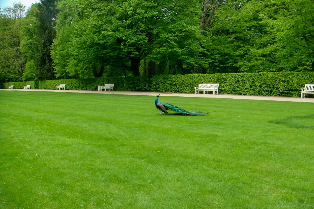 Jardinier tondant une pelouse sèche à cinq centimètres durant une douce journée d’automne