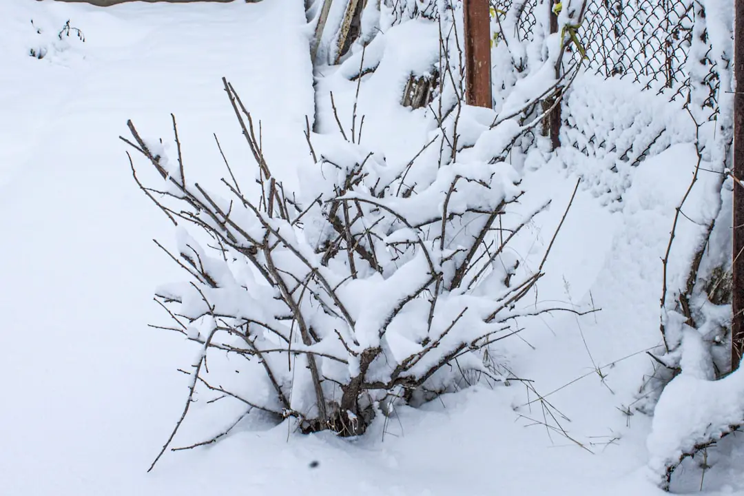 Jardinier examinant les rameaux brunis d’un arbuste après le gel dans un jardin d’hiver français