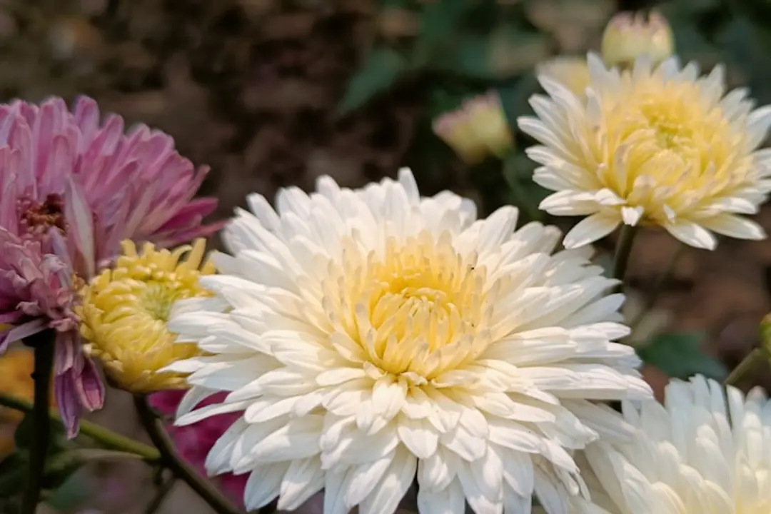 Jardinier semant des graines dans des godets sous châssis froid, entouré de fleurs et de feuillages d’hiver