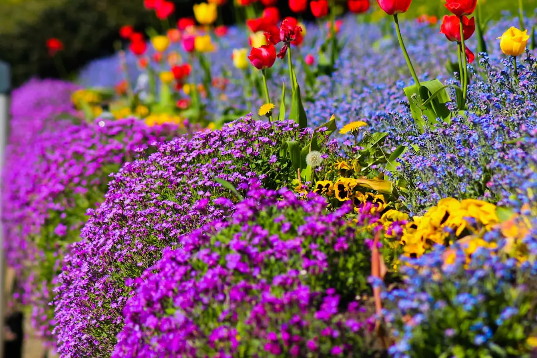 Massif de vivaces fleuries en toutes saisons mêlant hellébores, népétas et asters dans un jardin français