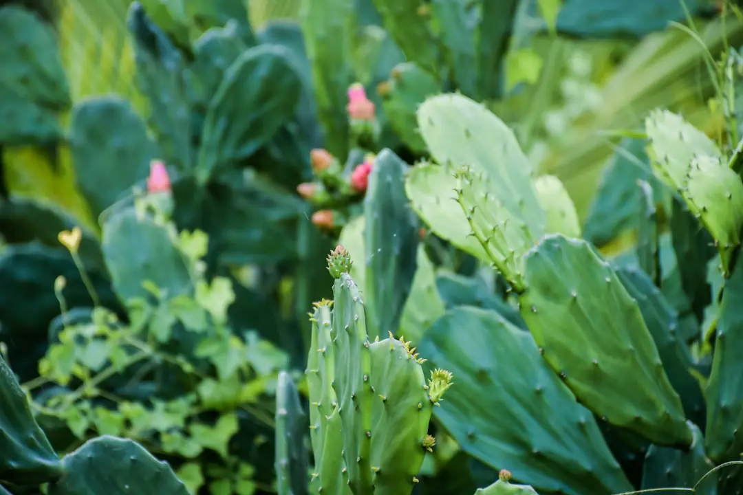 Plants de céleri branche paillés dans un potager français, avec côtes vertes, terre fraîche et compost mûr