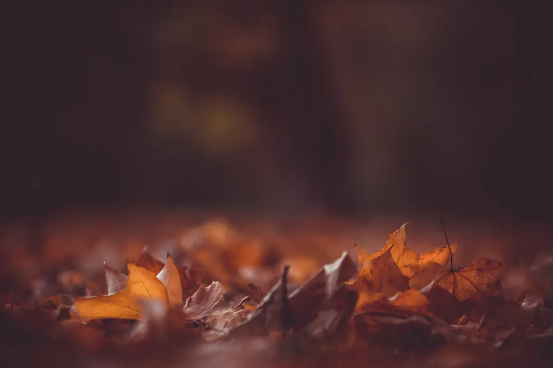 Feuilles d’automne broyées étalées en paillage au pied d’arbustes dans un jardin français naturel