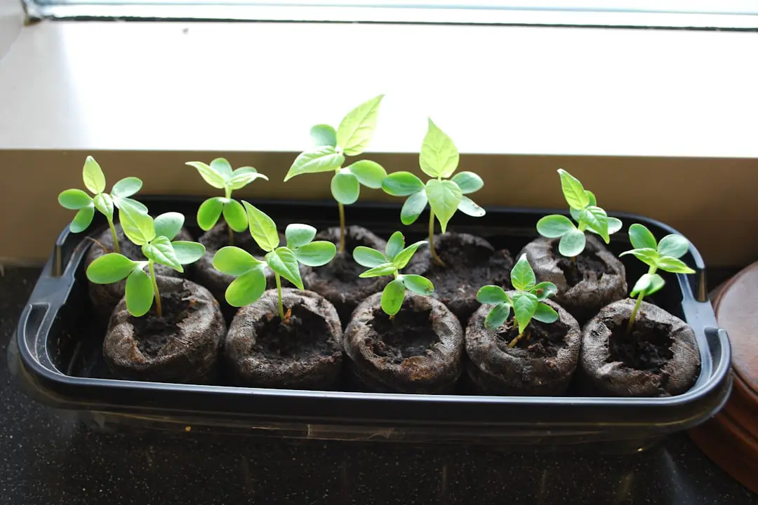 Jeunes plants de bok choy en godets prêts à être plantés dans un potager paillé et lumineux