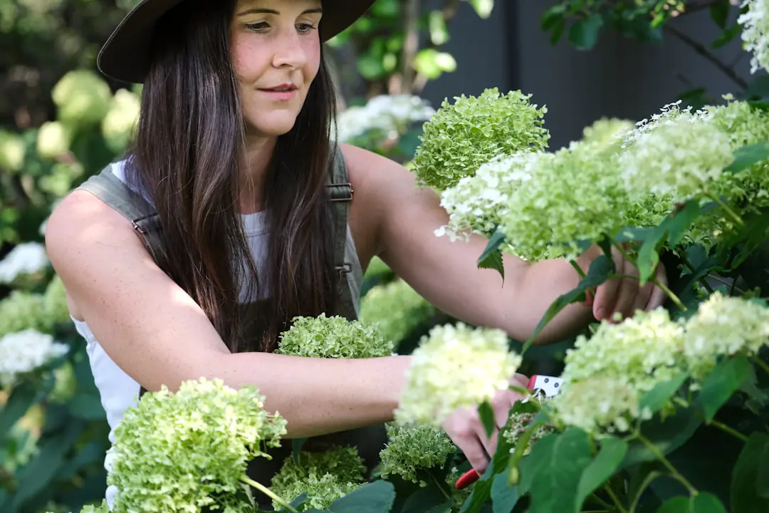 Jardinier taillant un rosier au sécateur près d’un bourgeon, dans un jardin français en fin d’hiver