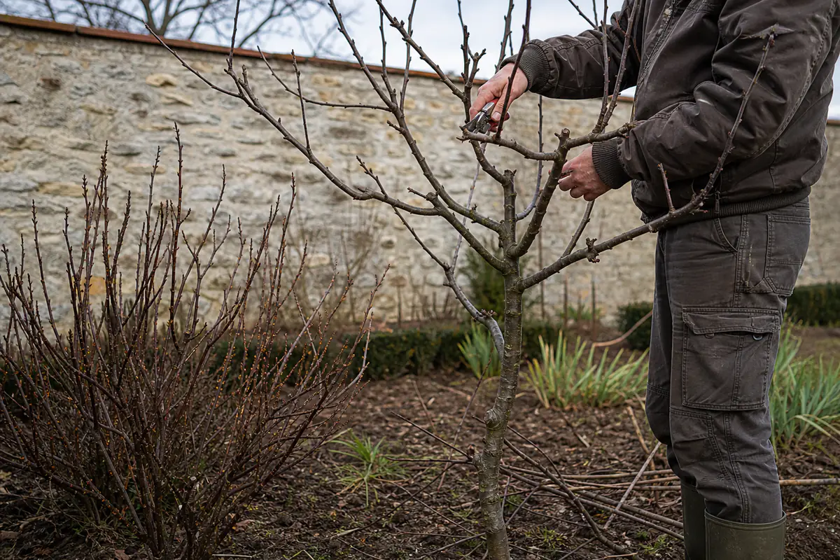 Jardinier taillant un pommier et un groseillier par temps sec en janvier avec un sécateur propre