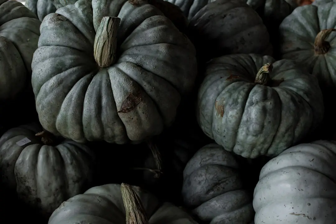 Courges butternut, potimarron et potiron séchant sur des clayettes dans un abri de jardin lumineux et aéré.