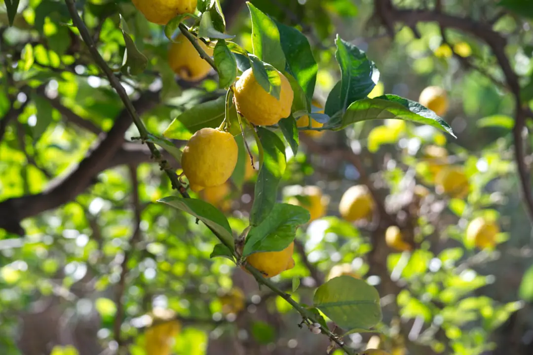 Citronnier en pot au feuillage desséché, placé à mi-ombre pendant un arrosage lent et contrôlé