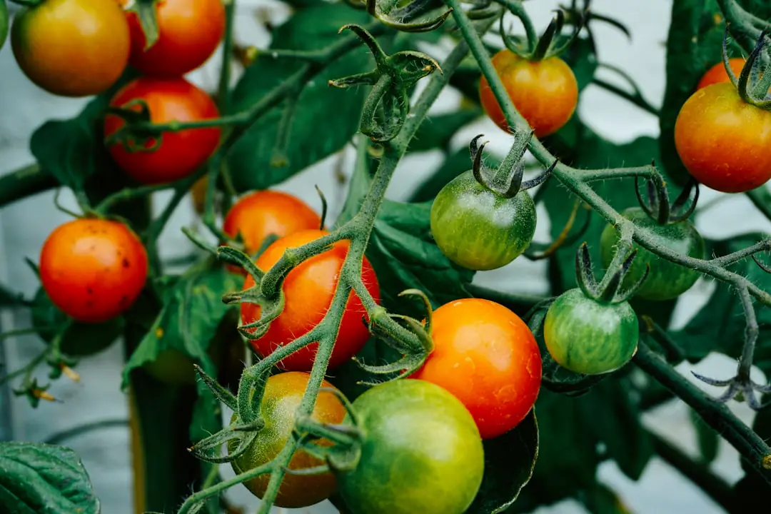 Gourmand sain de tomate préparé en bouture dans un petit pot de terreau, près d’un plant tuteuré