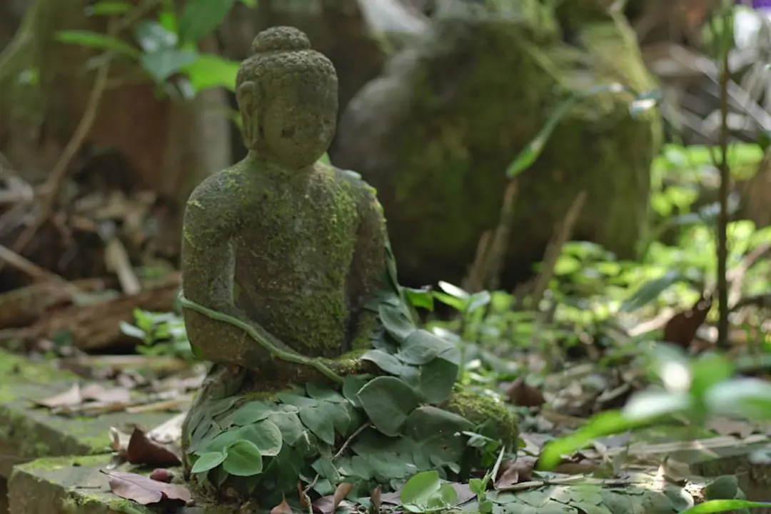 Massif tropical dans un jardin français avec palmier, pandanus en pot, feuillages luxuriants et oiseaux