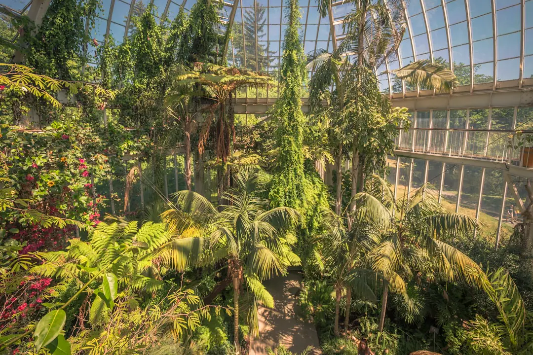 Plante tropicale fleurie emballée dans un cache-pot sobre, prête à être offerte dans un salon lumineux