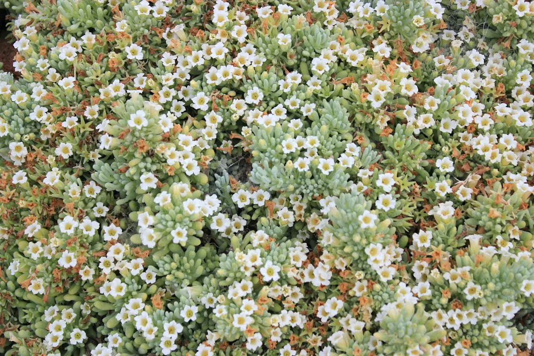Jardin côtier français avec haie fleurie, graminées, paillage naturel et mer visible au loin par temps doux
