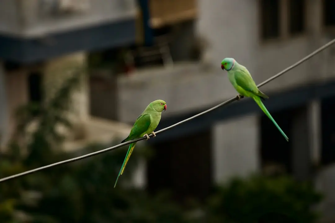 Mésange bleue posée sur une branche d’aubépine près d’un point d’eau peu profond dans un jardin français