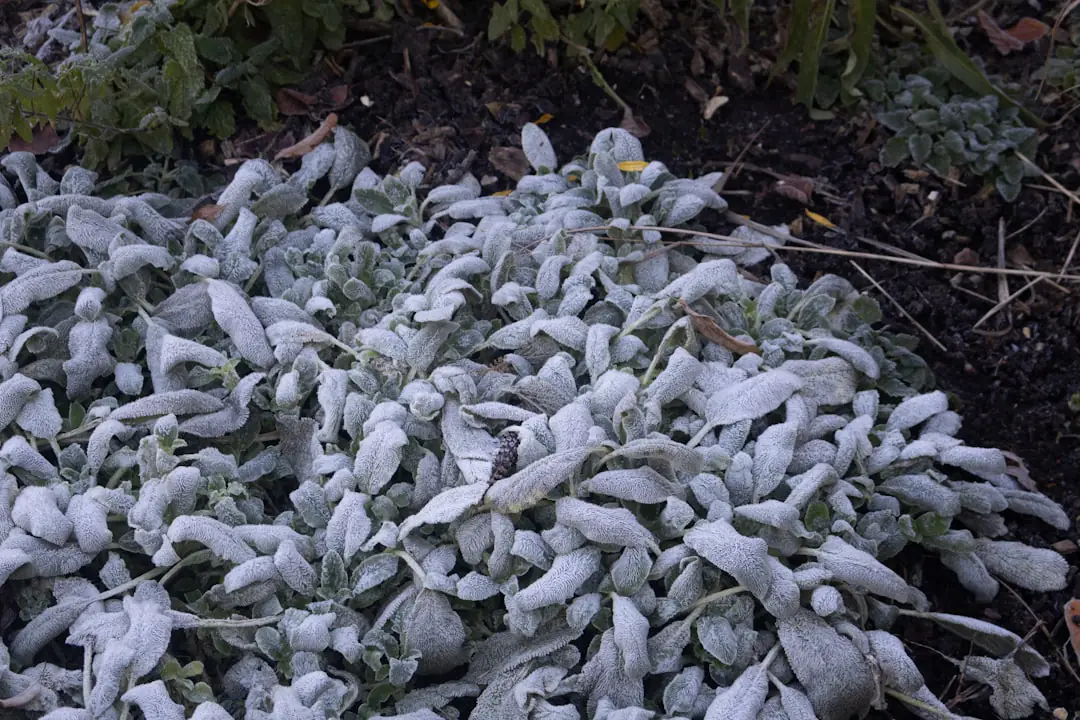 Jardinier posant un voile d’hivernage sur des légumes d’hiver dans un potager français givré au matin
