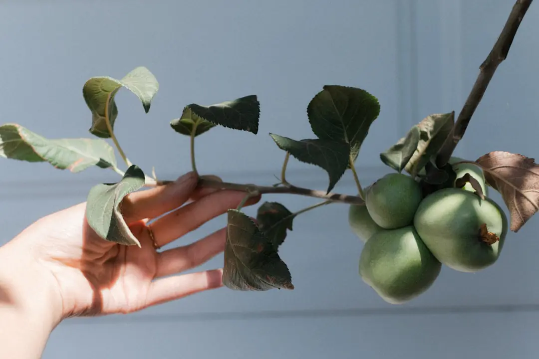 Jardin français vivant avec potager paillé, vivaces fleuries et jardinier observant les plantes au matin