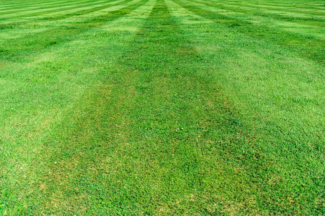 Tondeuse thermique autotractée utilisée sur une pelouse familiale dégagée, près de massifs fleuris