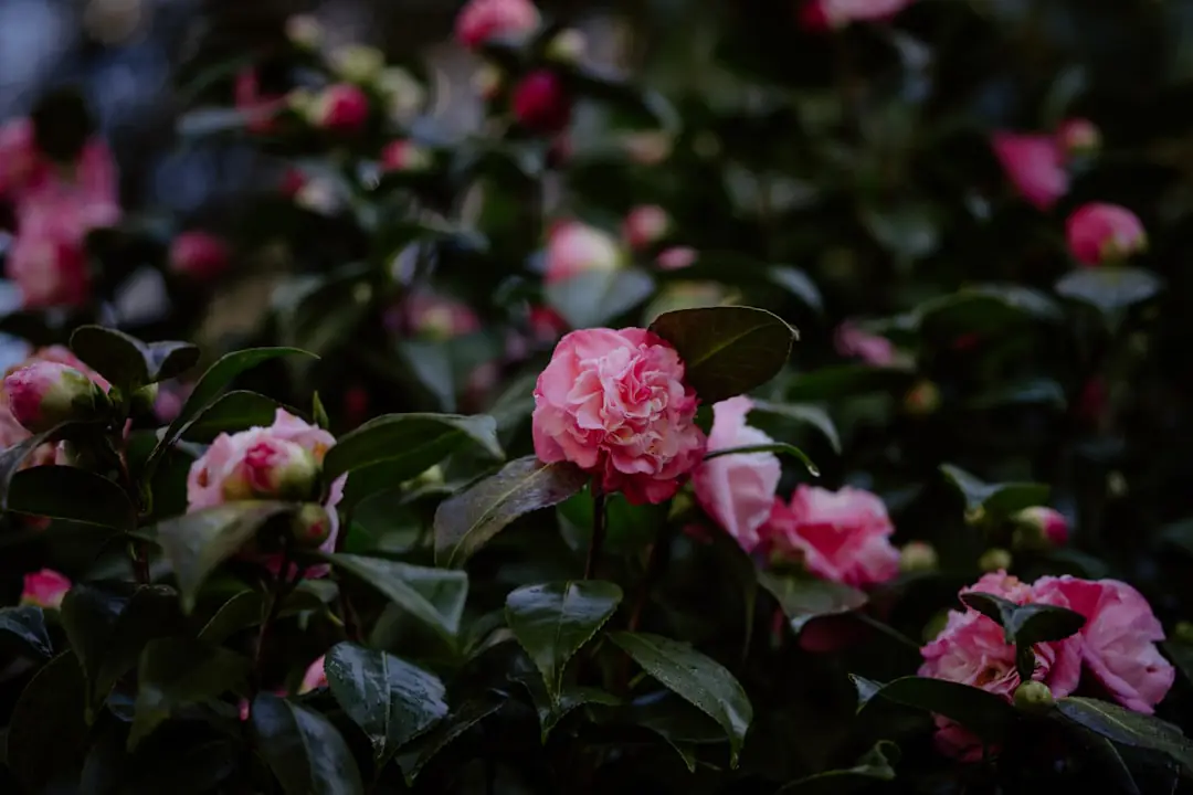 Camélia rose en fleurs sous un ciel d’hiver, planté près d’une haie protectrice dans un jardin français.