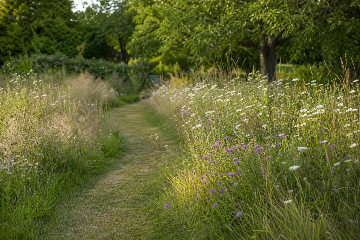 Prairie fleurie dans un jardin français, traversée par un chemin tondu et bordée de graminées légères