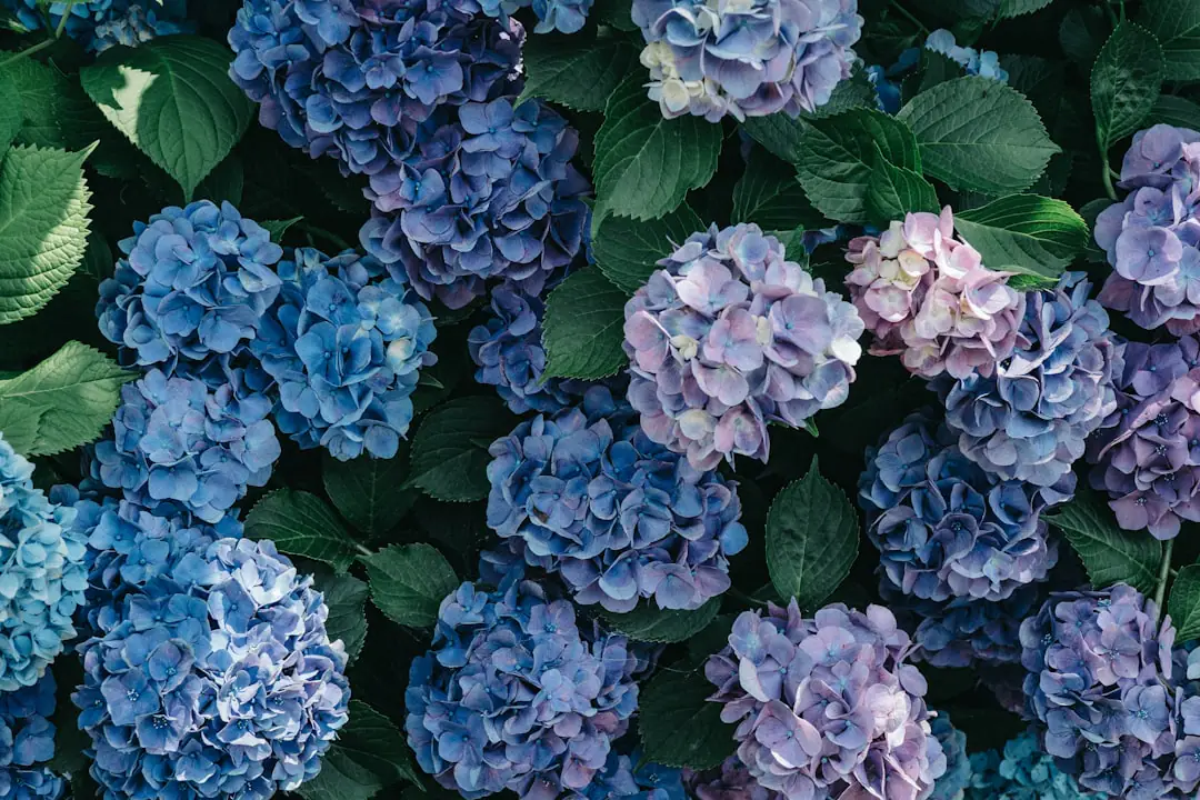 Hortensia aux feuilles légèrement tombantes, paillé au pied et arrosé doucement dans un jardin ensoleillé