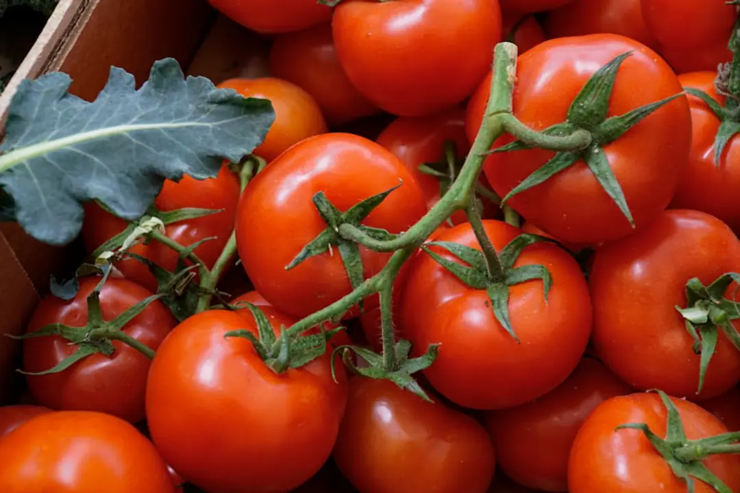 Jardinier inspectant des tomates mûres et un paillage sec au pied des plants après une pluie d’été