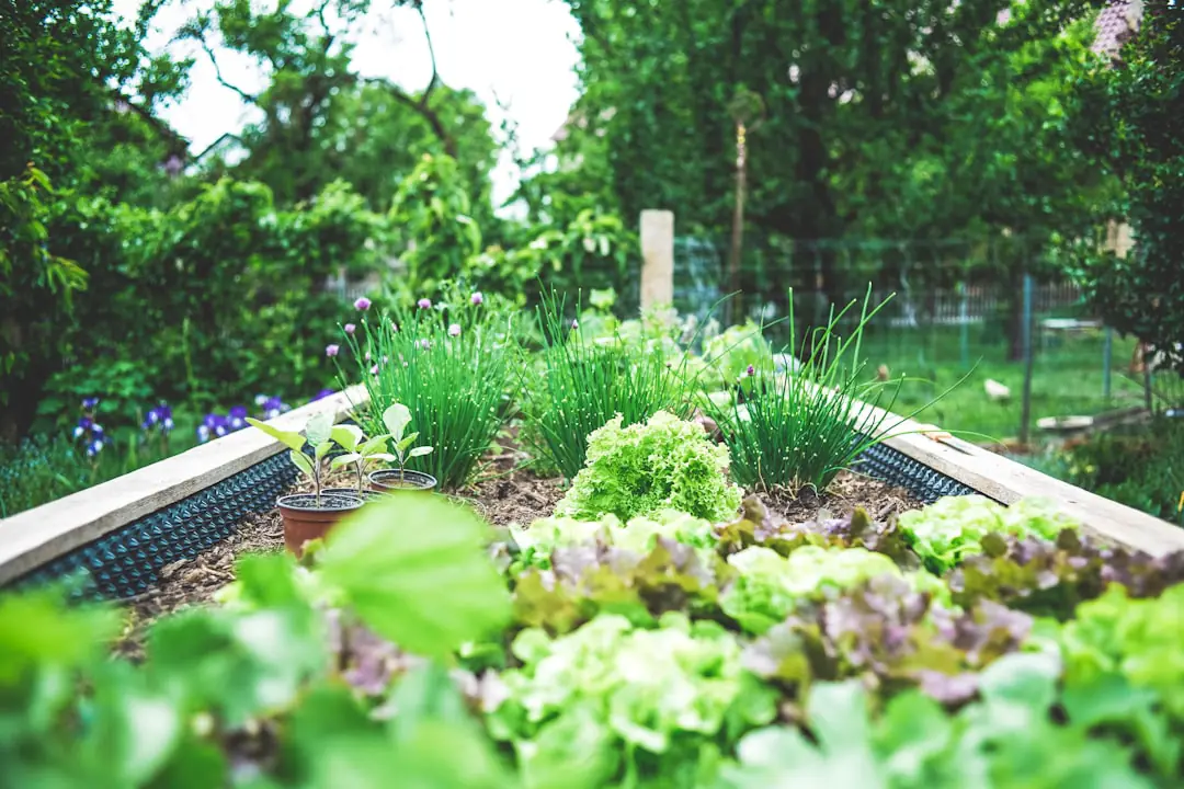 Jardin potager français en juillet, tomates tuteurées, paillage au sol et arrosage ciblé au matin