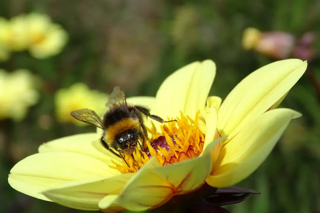 Jardin français durable avec vivaces fleuries, paillage de broyat, récupérateur d’eau et petit sentier naturel
