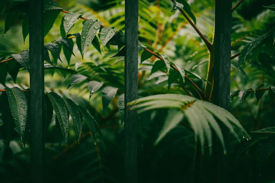 Jardinier semant des radis dans un carré potager paillé, entouré de jeunes plants et d’un arrosoir