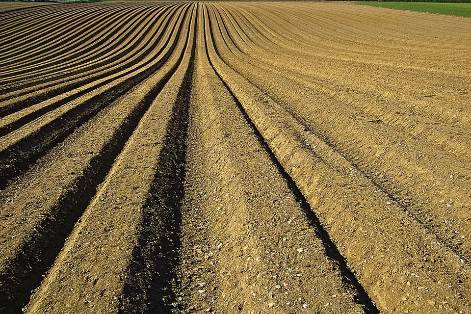 Potager français organisé en planches permanentes, séparées par des allées paillées et plantées de légumes