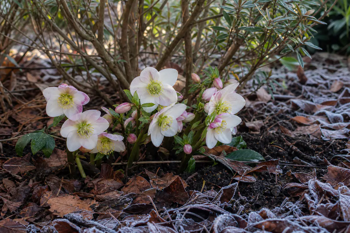 Fleurs blanches d’une rose de Noël émergeant d’un paillage de feuilles dans un massif hivernal français