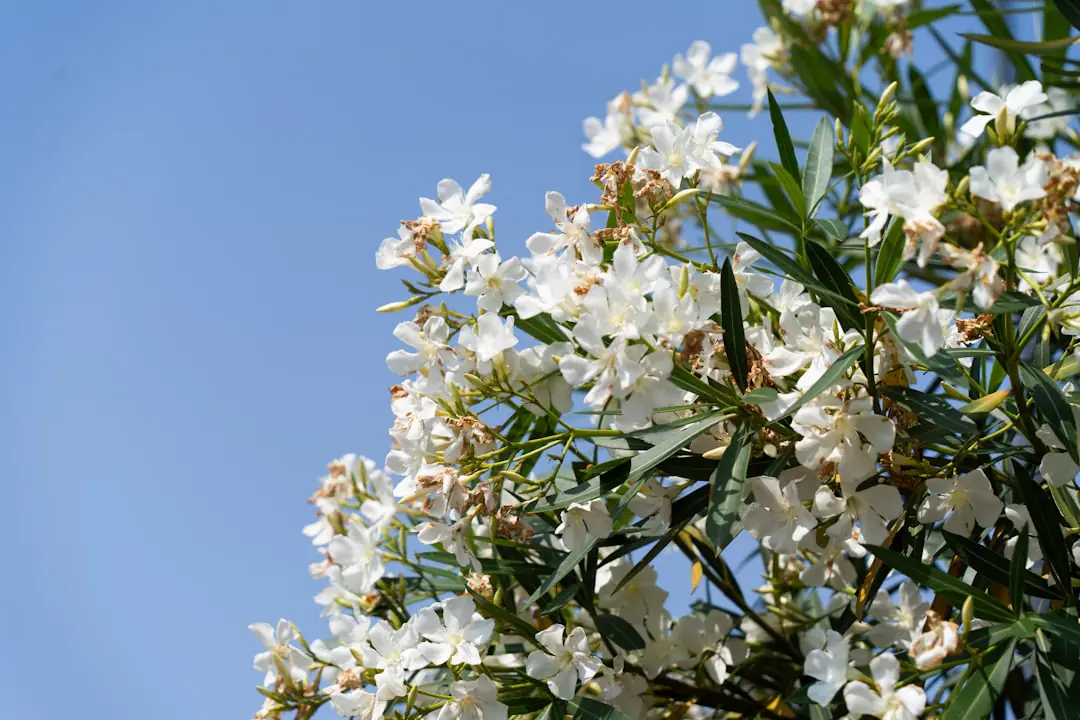 Laurier-rose en pot très fleuri sur une terrasse française ensoleillée, arrosé doucement au pied