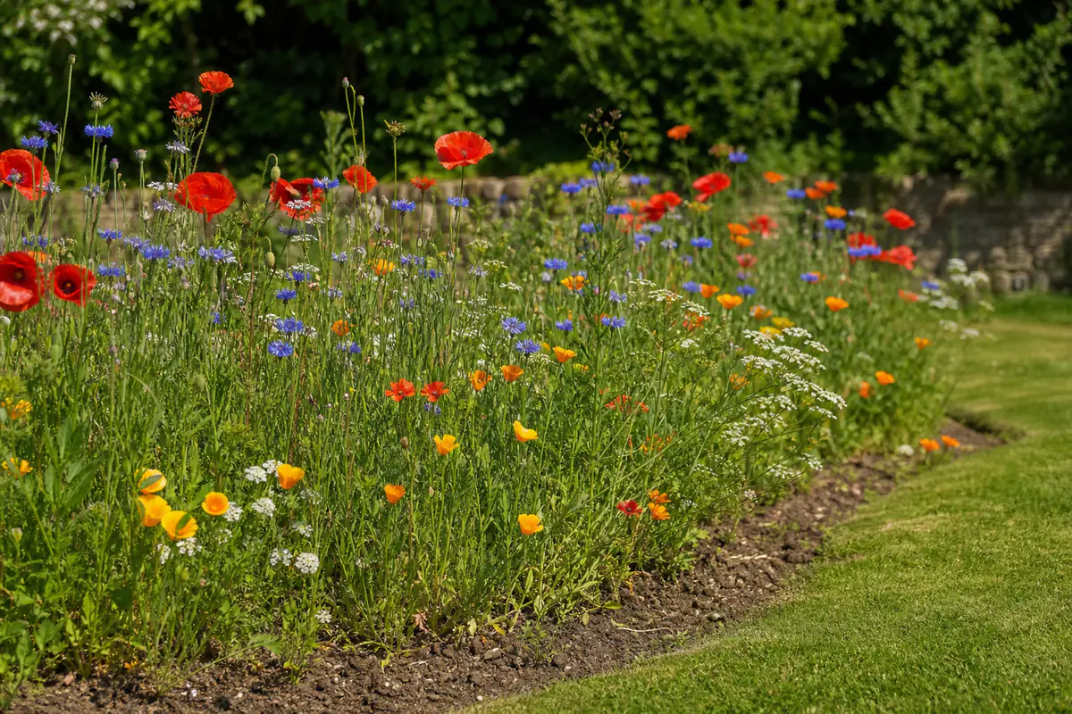 Jachère fleurie multicolore au soleil avec coquelicots, bleuets et soucis dans un jardin français