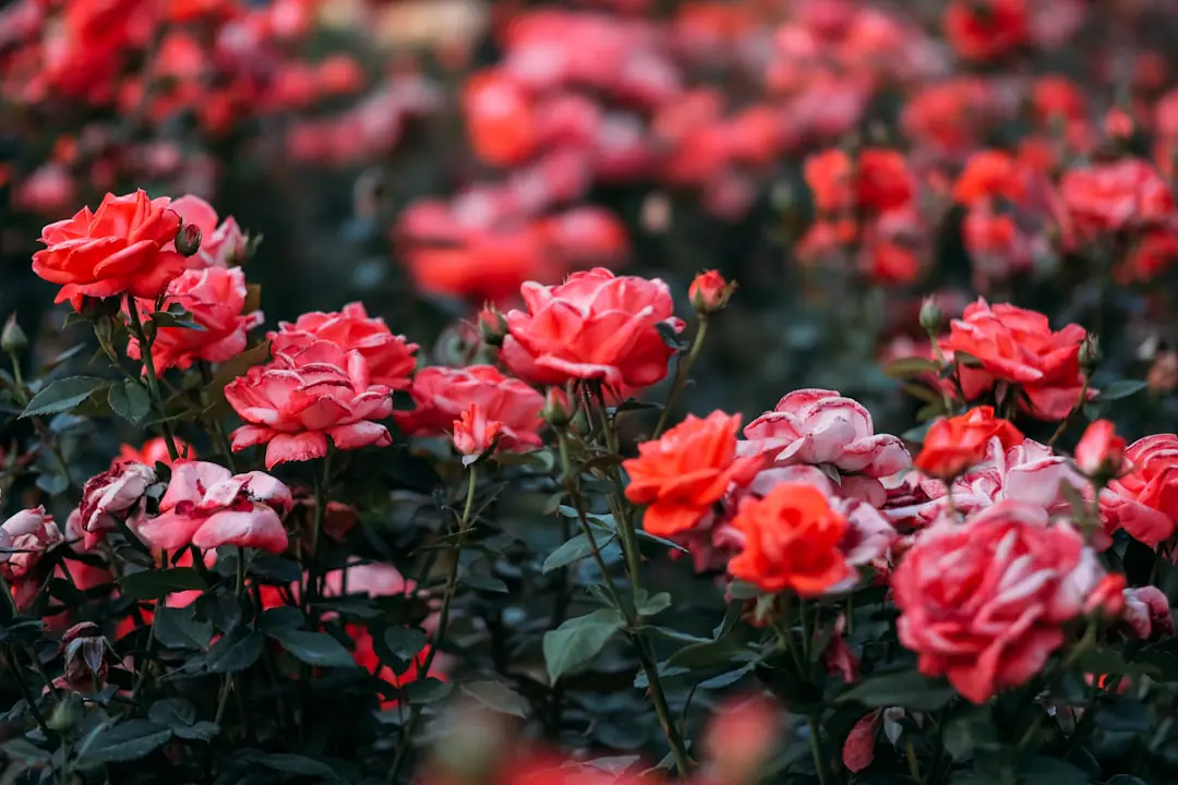 Main de jardinier préparant des boutures de rosier dans un pot de substrat clair à la fin de l’été