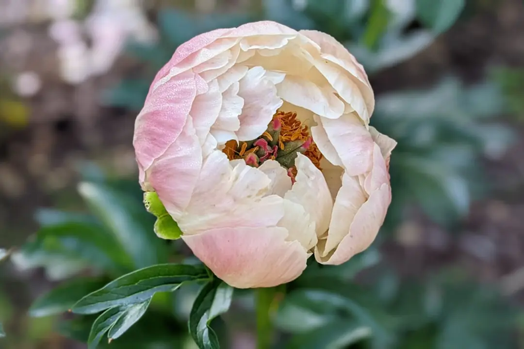 Pivoine rose très fleurie dans un massif ensoleillé, soutenue par un cercle discret au printemps