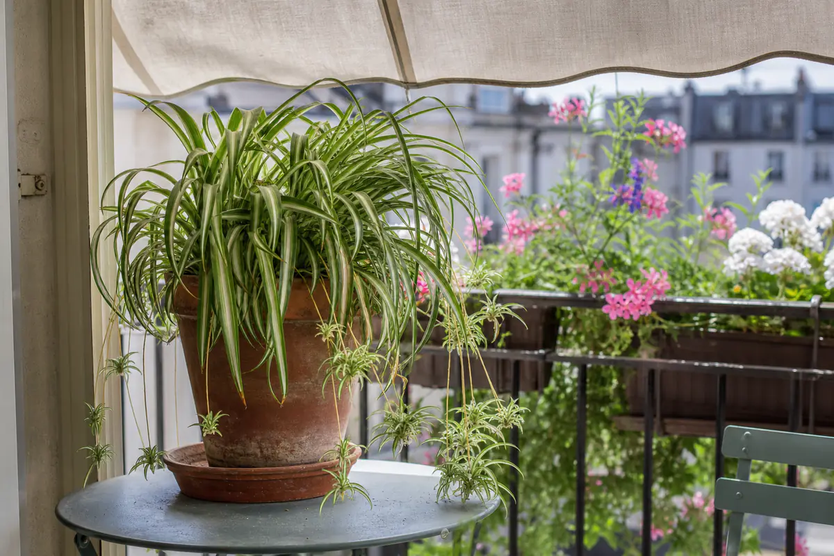 Chlorophytum retombant dans un pot en terre cuite sur un balcon ombragé et fleuri en été