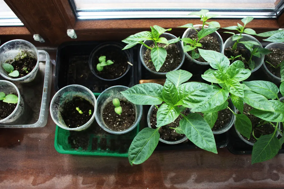 Boutures de pothos avec nœuds et jeunes racines dans des verres, près d’une fenêtre lumineuse