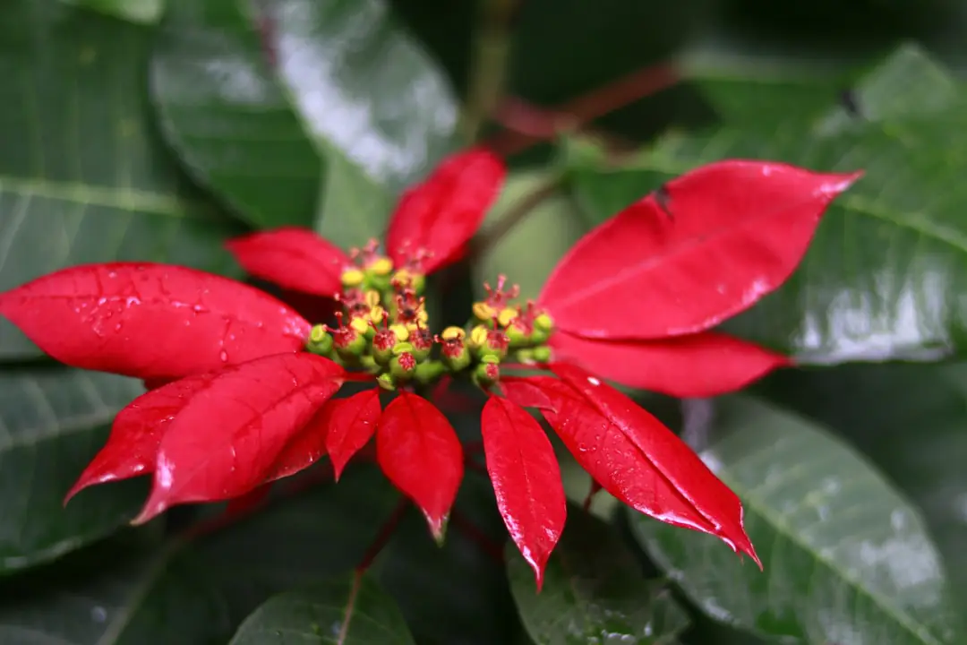 Poinsettia rouge en pot dans un salon lumineux, posé près d’une fenêtre sans soleil direct ni radiateur