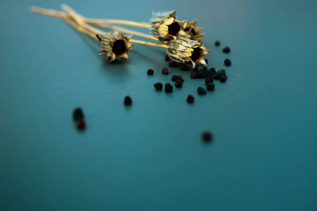 Gros plan de boutures de pélargonium fraîchement plantées dans de petits godets sur une table de jardin.