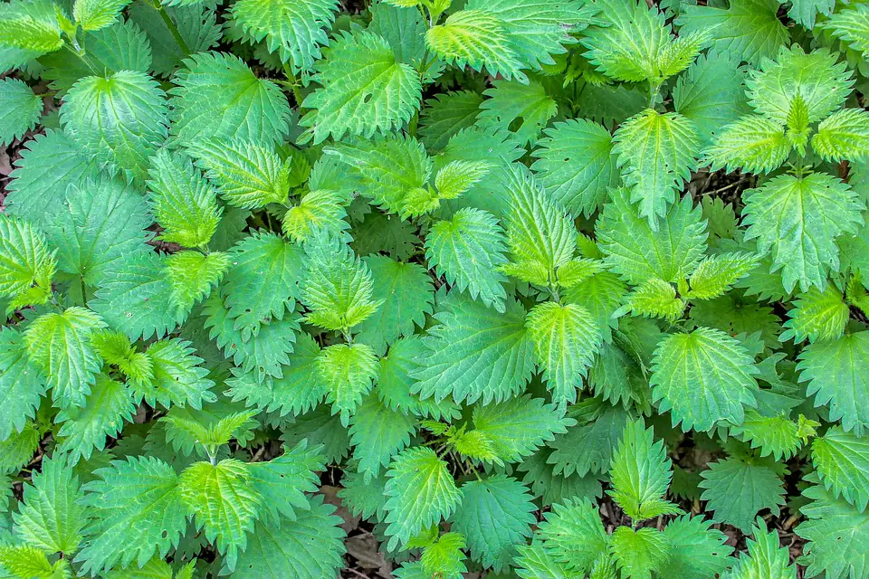 Préparation de purin d’orties dans un seau couvert au jardin, avec feuilles fraîches et arrosoir