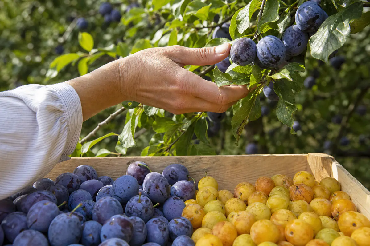 Main cueillant délicatement des prunes mûres couvertes de pruine sur un prunier dans un verger français en août