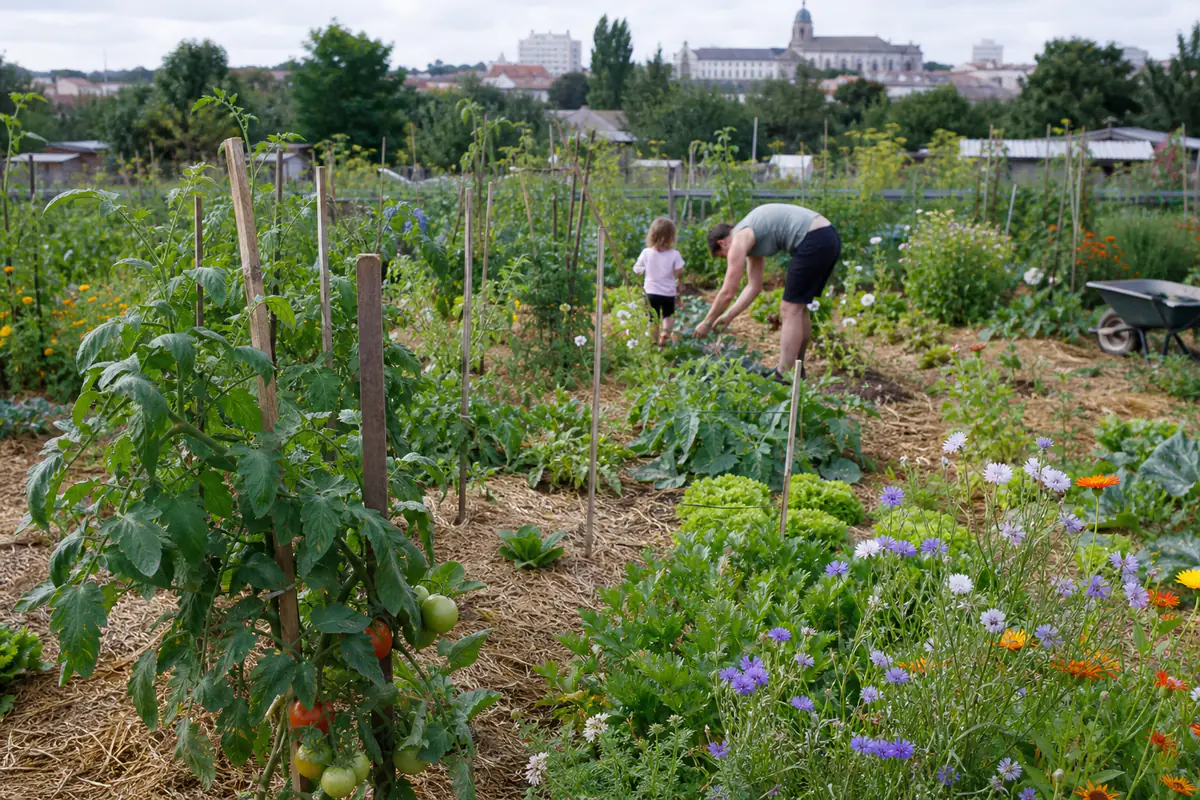 Parcelle de jardins familiaux avec légumes paillés, fleurs mellifères et jardiniers dans une ville française