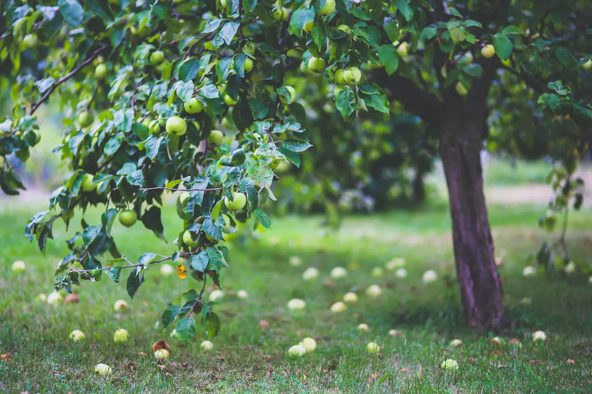 Pommier au jardin portant des feuilles à taches olive et des pommes marquées par la tavelure