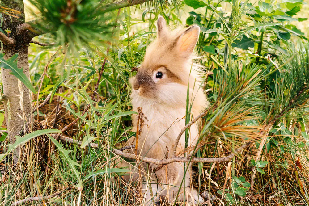 Lapin de compagnie dans un enclos grillagé et ombragé, posé sur une pelouse de jardin sécurisée