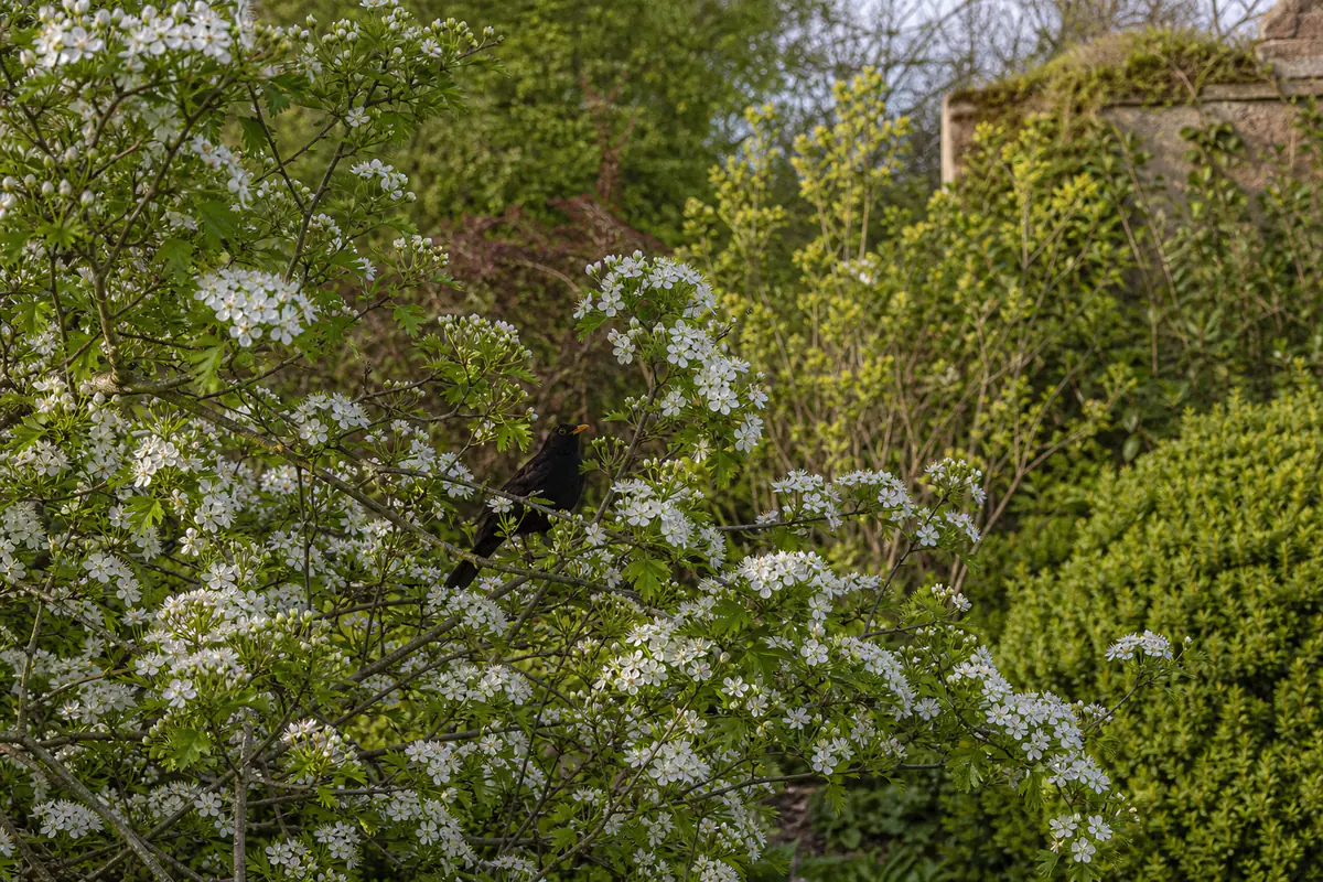 Aubépine en fleurs blanches dans une haie de jardin, avec un merle posé parmi les branches épineuses