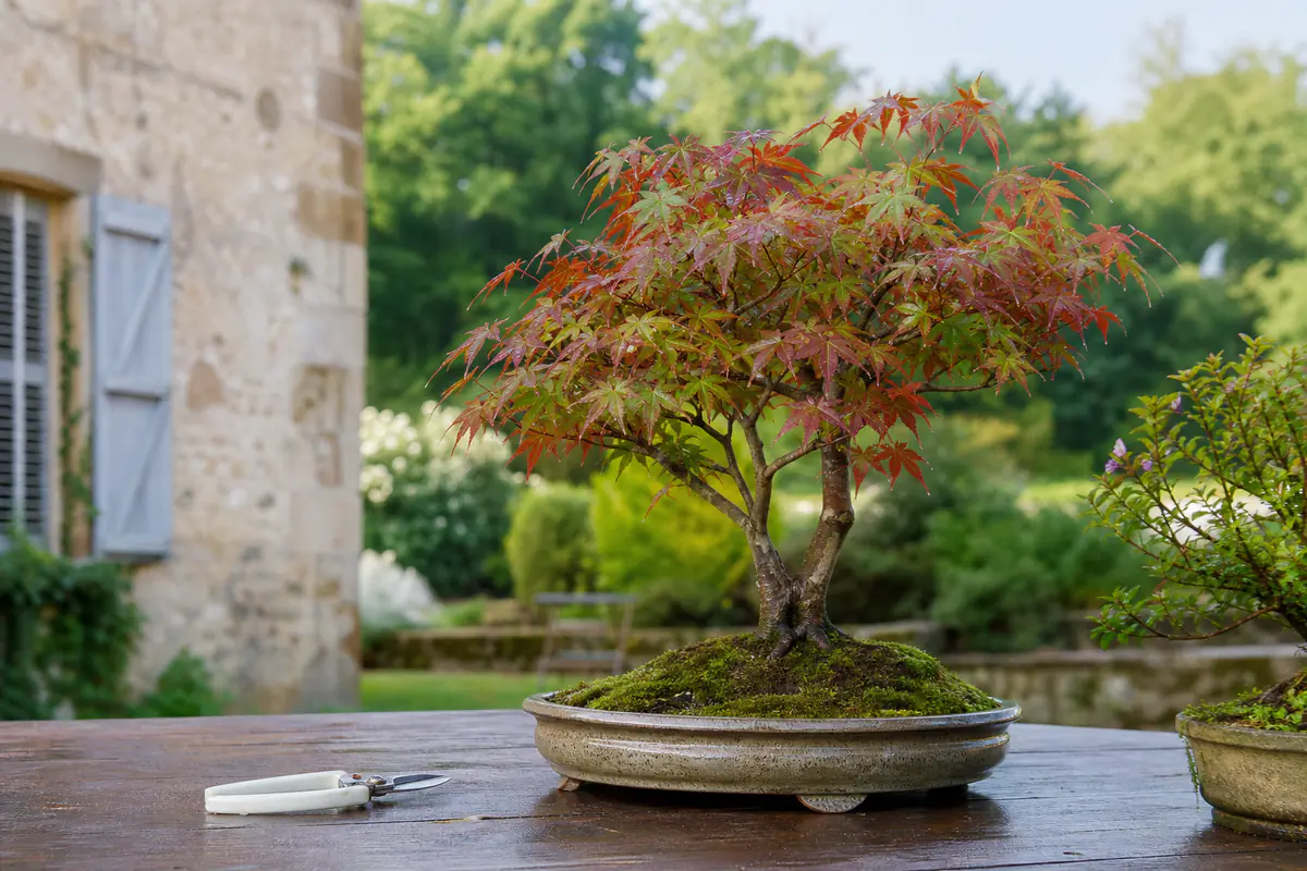 Bonsaï d’érable japonais en pot sur une terrasse ombragée, avec feuilles fines et outils de taille posés à côté
