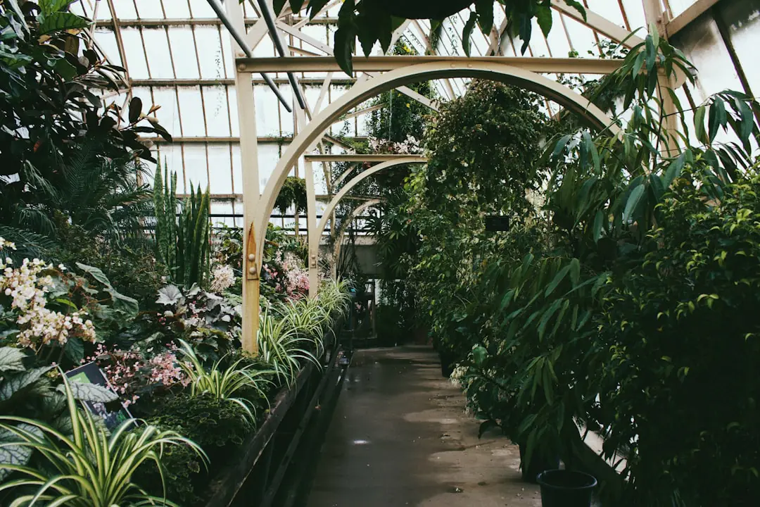 Salon français lumineux avec zamioculcas, pothos et sansevière dans des pots percés près d’une fenêtre
