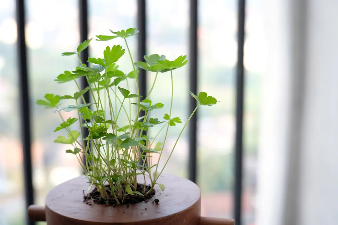 Géranium de balcon touffu en pot, jeune tige pincée au-dessus d’un nœud sous lumière naturelle douce