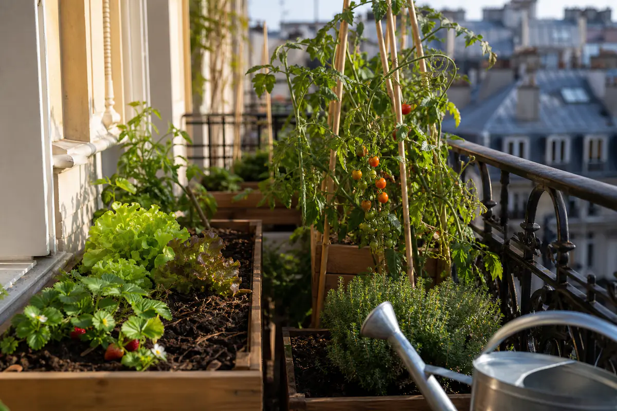 Balcon parisien cultivé avec bacs de salades, tomates cerises et aromatiques sous une lumière douce