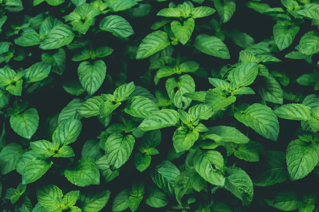 Plants de basilic sains près de tomates dans un potager français lumineux, avec paillage et feuillage aéré