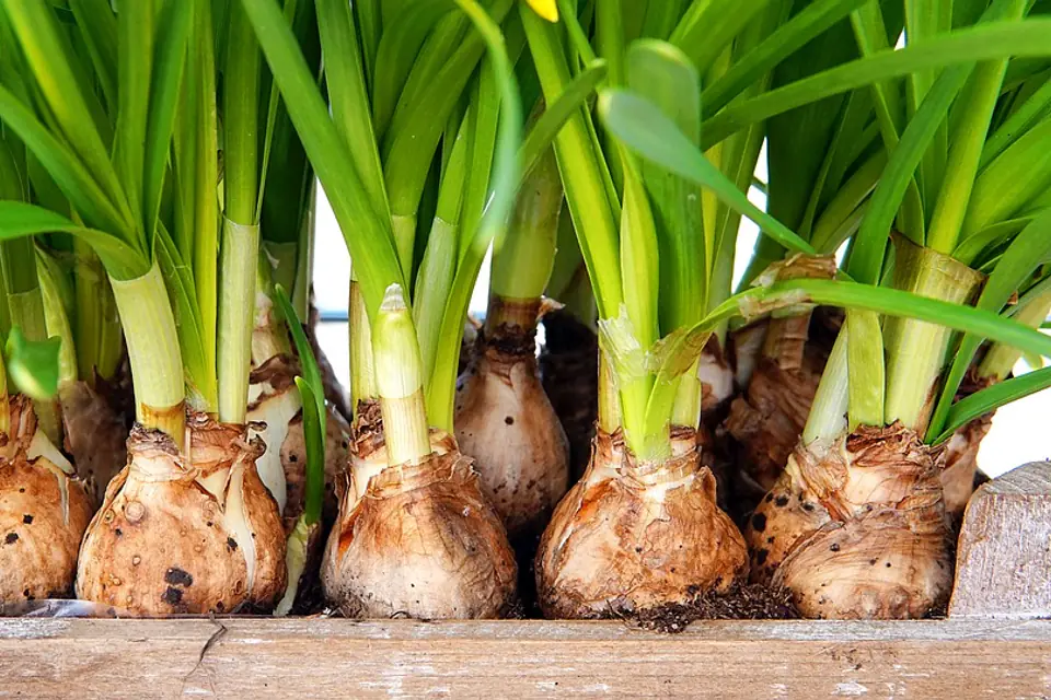 Bulbes de tulipes, narcisses et jacinthes plantés dans une terre ameublie d’un jardin français en automne